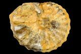 Ammonite (Prionocycloceras) From Madagascar - Unusual Species #113163-1